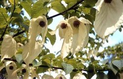 Davidia involucrata, a tree discovered by and named after Armand David