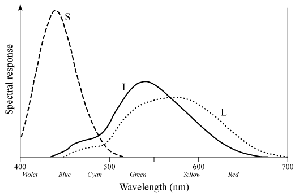 Wald plotted the absorbance of rod pigment (black curve), then later the absorbance of cone pigments (red, green, and blue curves)